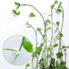 50Pcs- Self-Adhesive Plant Wall Clips- [White]