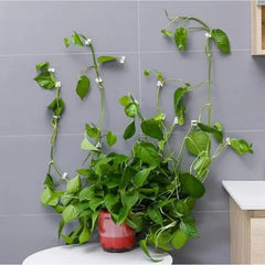 50Pcs- Self-Adhesive Plant Wall Clips- [White]